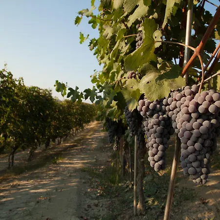 Cornarea Канале